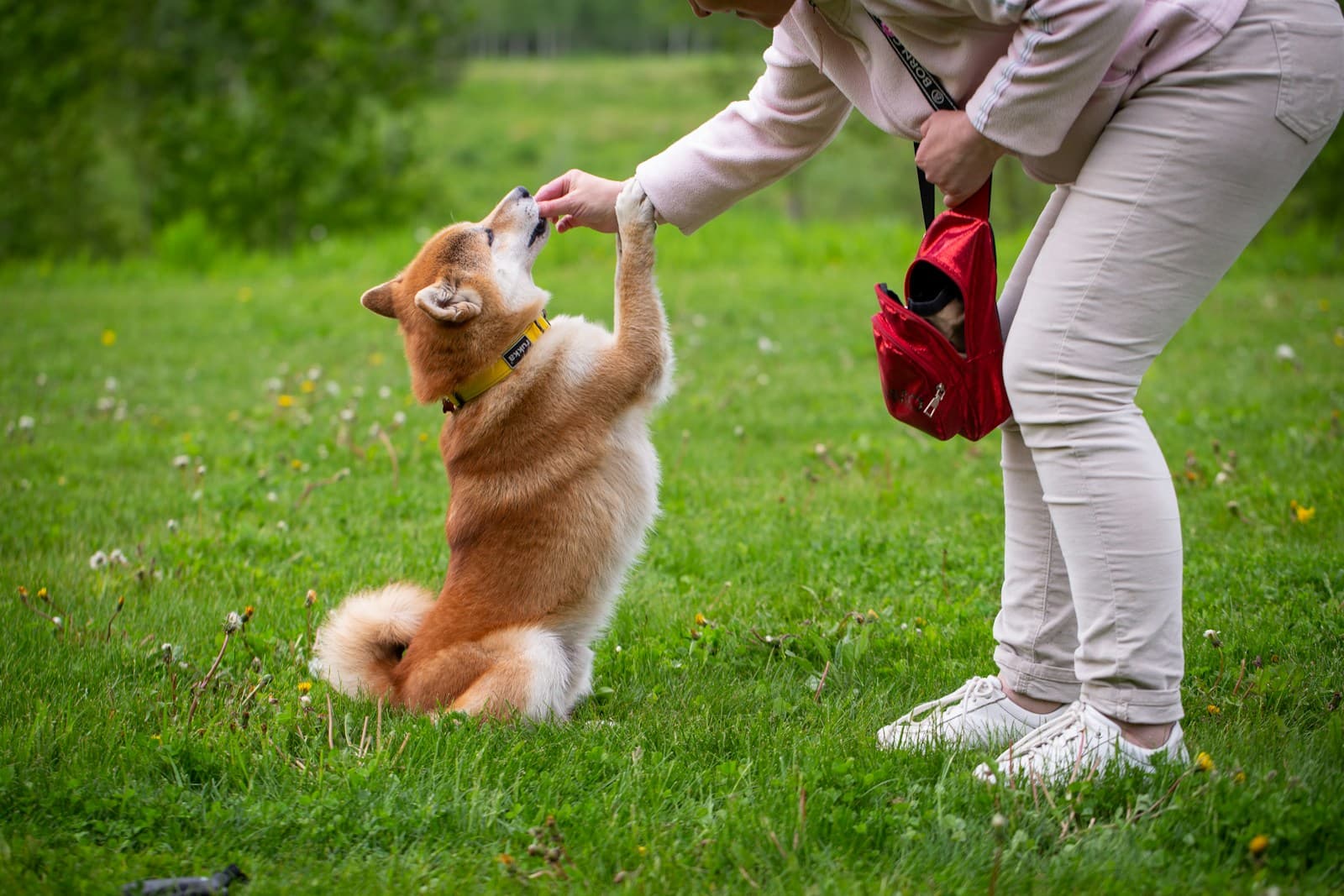 Pet Training & Toxic Behavior Myths: What You Shouldn’t Fall For
