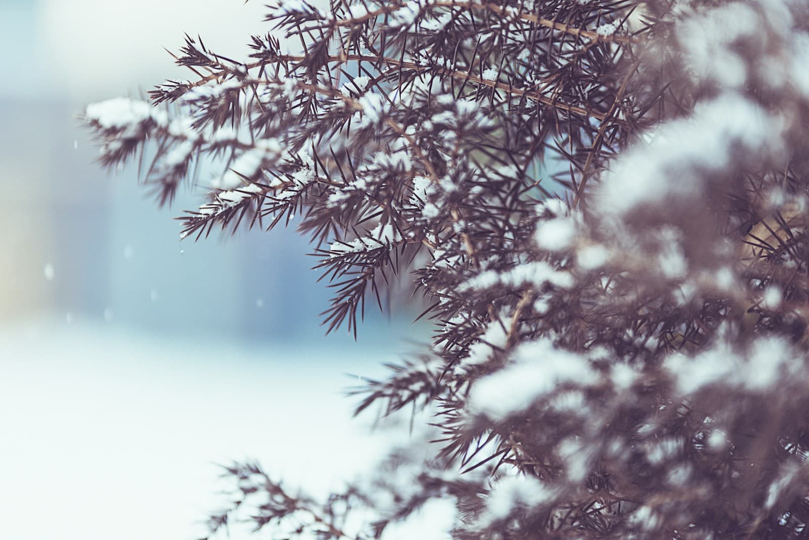 Winter Wellness Tips: How to Boost Immunity and Stay Active Indoors